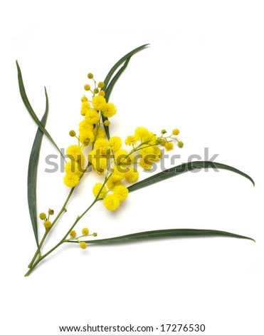 Australian Wattle (acacia) blooms isolated on white background with clipping path