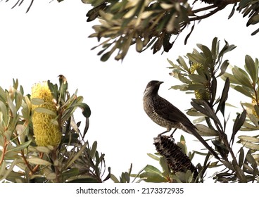 Australian Wattle Bird In Bottlebrush Tree