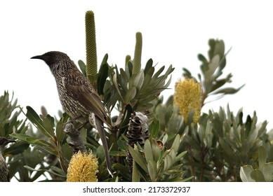 Australian Wattle Bird In Bottlebrush Tree