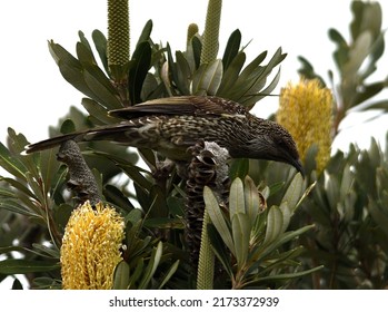 Australian Wattle Bird In Bottlebrush Tree