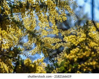 Australian Wattle Blossom In Winter