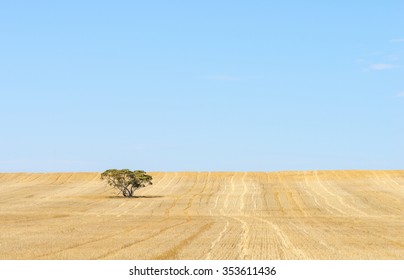 Australian Wheat Farm Landscape. A Harvested Paddock Stripped Of It's Wheat Crop.