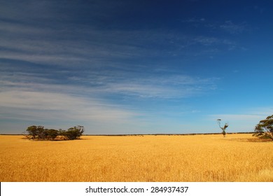 Australian wheat fields