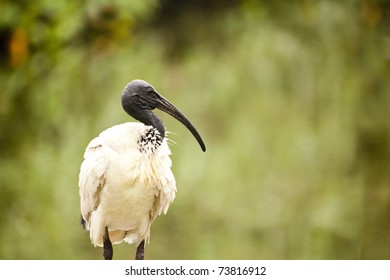 Australian White Ibis