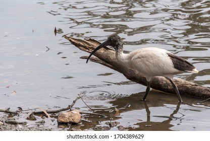 Australian White Ibis (Australian Bin Chicken) Wading In A Lake