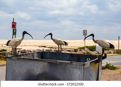 Australian White Ibis Birds Scavenging In A Trash Bin. 