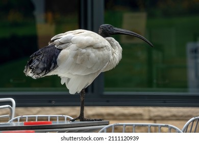 Australian White Ibis Also Known A  Bin Chicken Standing On Table 