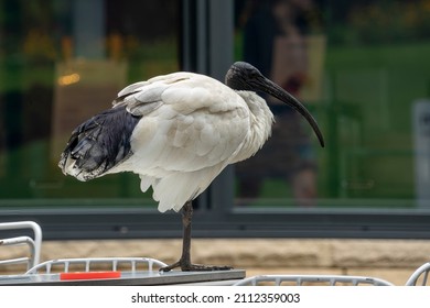 Australian White Ibis Also Known A  Bin Chicken Standing On Table 