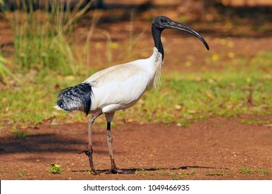 The Australian white ibis (Threskiornis molucca) is a wading bird of the ibis family, Kakadu National Park Australia.