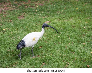 Australian White Ibis With Tracking Tag At Hyde Park In Sydney, Australia/Ibis Tracking/Wildlife Conservation