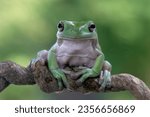 Australian white tree frog on leaves dumpy frog on branch