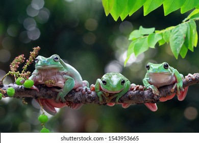 動物 リアル 正面 の画像 写真素材 ベクター画像 Shutterstock