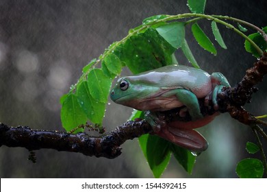 Australian white tree frog on leaves, dumpy frog on branch, animal closeup, amphibian closeup