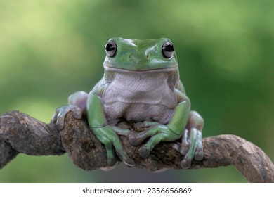 Australian white tree frog on leaves dumpy frog on branch - Shutterstock ID 2356656869