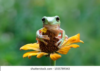 Australian white tree frog sitting on flowes, dumpy frog on branch, animal closeup, amphibian closeup