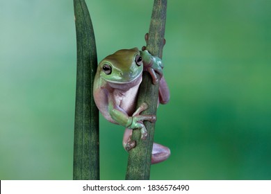 Grenouille Verte Images Stock Photos Vectors Shutterstock