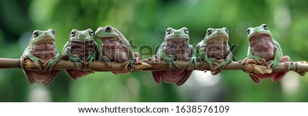 Australian whites tree frog sitting on branch, dumpy frog on branch, Gereen tree frog closeup, Whites tree frog 