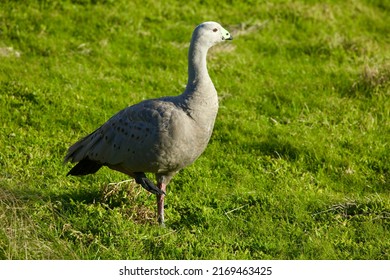 849 Australian goose Images, Stock Photos & Vectors | Shutterstock