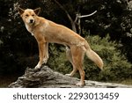 An Australian wild dingo with orange fur (Canis lupus dingo)
