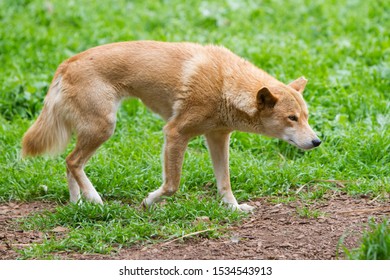 The Australian Wild Dog, Dingo Hunting