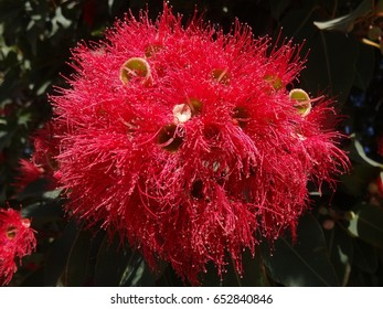 Australian Wild Flower.  Gum Nut Flower.