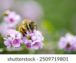 Australian wild and native flowers.