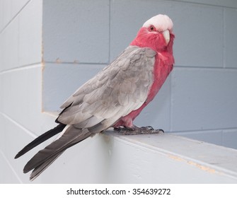 Australian Wild Pink Galah Bird Stood On A Faded Blue Wall