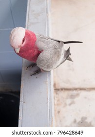 Australian Wild Pink Galah Bird Standing On A Faded Blue Wall