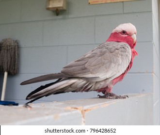 Australian Wild Pink Galah Bird Standing On A Faded Blue Wall