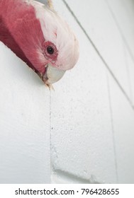 Australian Wild Pink Galah Bird Chewing A Wooden Wall