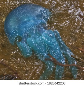 Australian Wildlife Blue Bottle Box Jellyfish