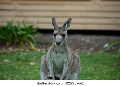 Australian Wildlife Kangaroo