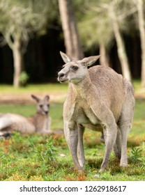 Australian Wildlife. Male Kangaroo Flexing Muscles.