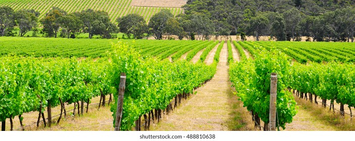 Australian Winery Rows Of Grape Vines, Sized To Fit A Popular Social Media Cover Image Placeholder.