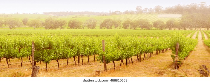 Australian Winery Rows Of Grape Vines, Sized To Fit A Popular Social Media Cover Image Placeholder.