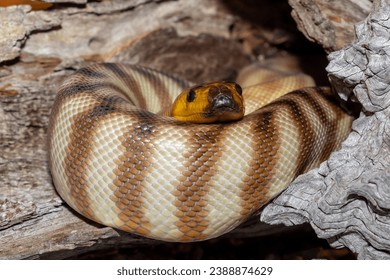 Australian Woma Python curled up in hollow log