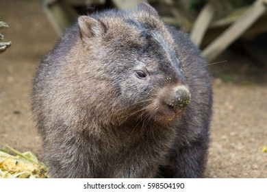 Australian Wombat Up Close