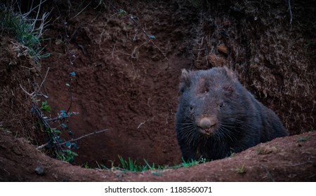 Australian Wombat In Its Den