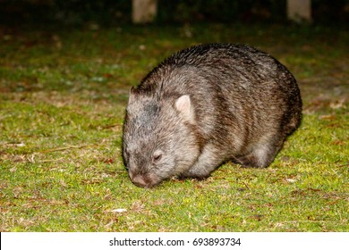 Australian Wombat Feeding On Grass At Night In The Australian Bush