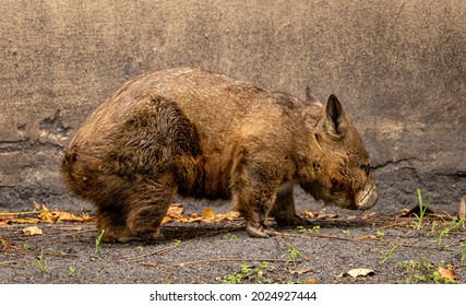 Australian Wombat Marsupial, Cute Short Legged Animal. They Are An Animal With A Reverse Pouch.  They Are Native To Australia. They Are Nocturnal. 