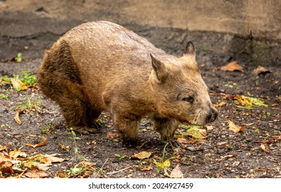 Australian Wombat Marsupial, Cute Short Legged Animal. They Are An Animal With A Reverse Pouch.  They Are Native To Australia. They Are Nocturnal. 