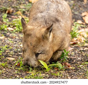 Australian Wombat Marsupial, Cute Short Legged Animal. They Are An Animal With A Reverse Pouch.  They Are Native To Australia. They Are Nocturnal. 