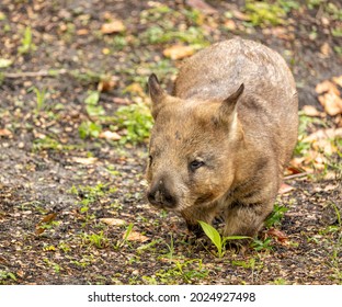 Australian Wombat Marsupial, Cute Short Legged Animal. They Are An Animal With A Reverse Pouch.  They Are Native To Australia. They Are Nocturnal. 