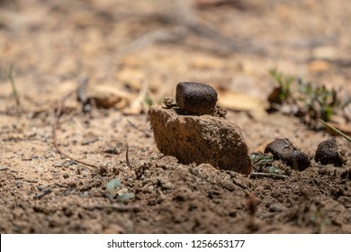 Australian Wombat Poo