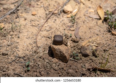 Australian Wombat Poo