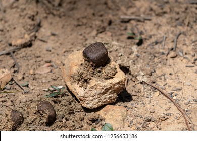 Australian Wombat Poo