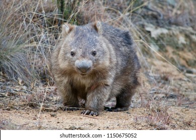 Australian Wombat In A Wild