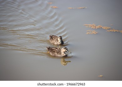 Australian Wood Duck (C. Jubata), Clyde North, Melbourne, Victoria, Australia.