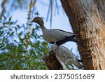 Australian wood duck perched in a tree in it