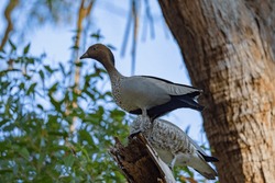 Australian Wood Duck Perched In A Tree In It's Natural Habitat, New South Wales